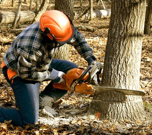 Tree Removal in Harriman, TN